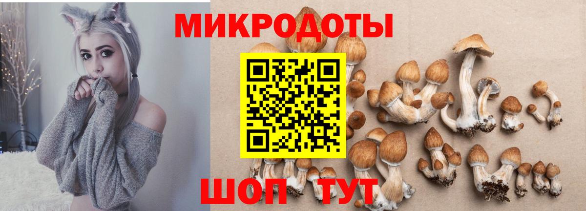 Галлюциногенные грибы Cubensis  Вход с VPN  Дивногорск 